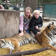 Illustration for article titled This Zoo Claims To Make Tigers Friendly By Raising Them As Dogs
